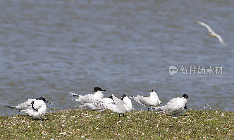 三明治燕鸥(Sterna sandvicensis)梳理